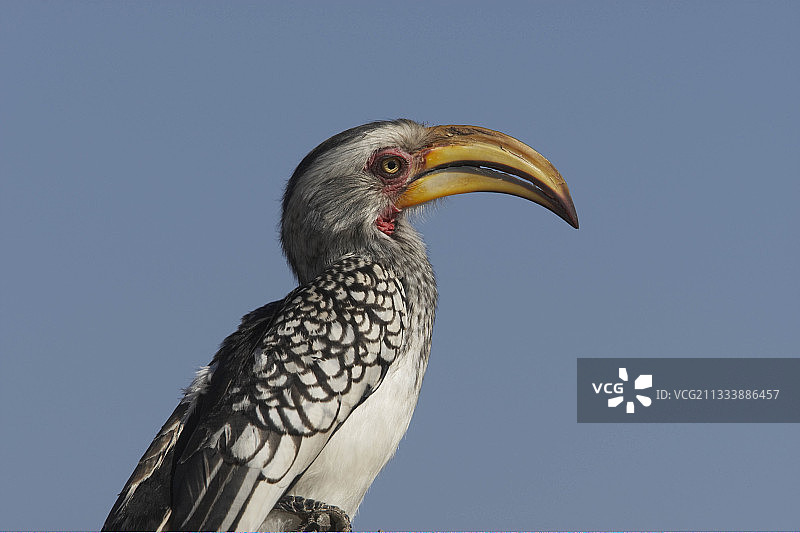 克鲁格国家公园的黄嘴犀鸟图片素材