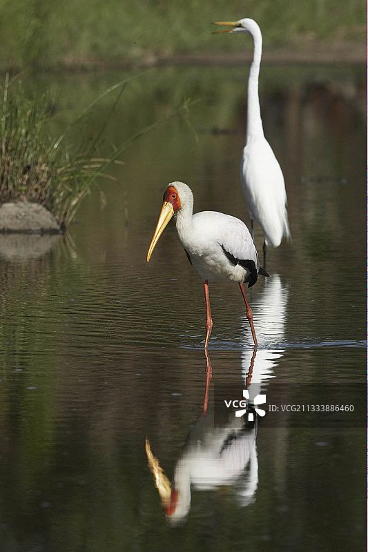 黄嘴鹳和大白鹭在肯尼亚马赛马拉图片素材