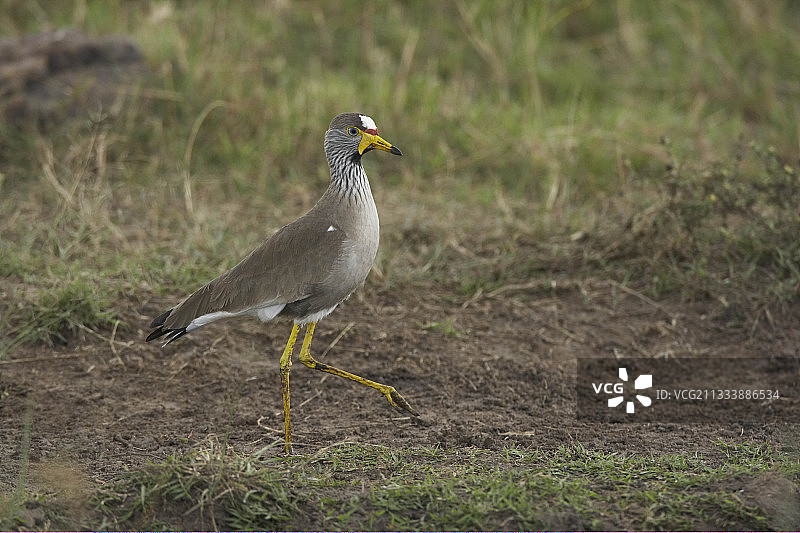 南非肉垂麦鸡，肯尼亚马赛马拉图片素材
