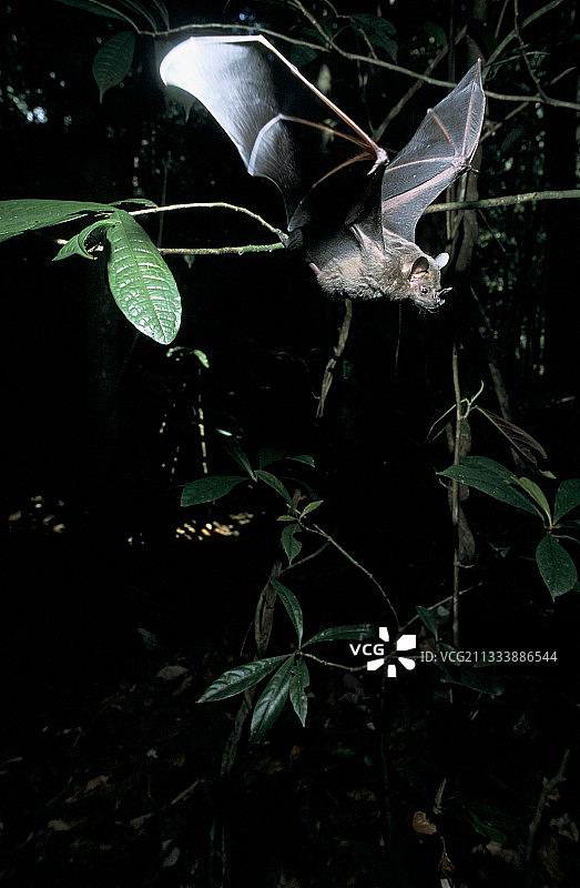 正在起飞的牙买加食果蝙蝠，法属圭亚那图片素材
