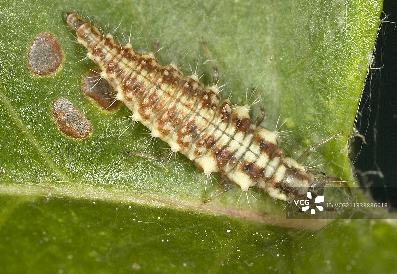 叶子上的草蛉幼虫，法国图片素材