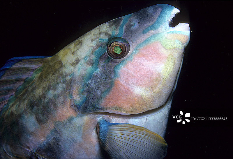 加勒比海的公主鹦嘴鱼肖像图片素材