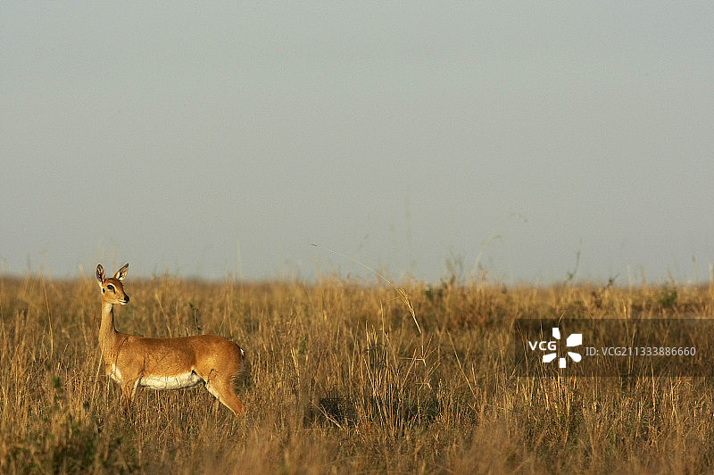 克鲁格国家公园的斯坦伯克羚羊（南非）图片素材