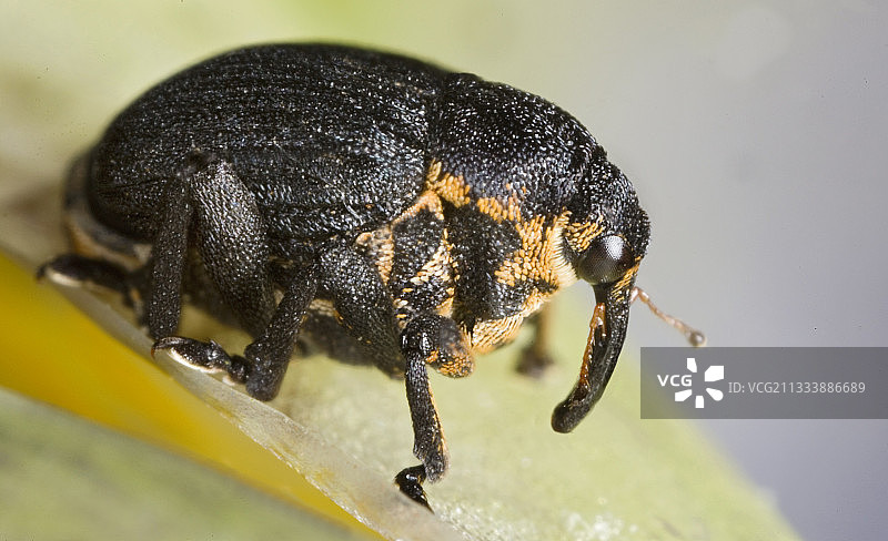 法国开花植物上的象鼻虫特写图片素材