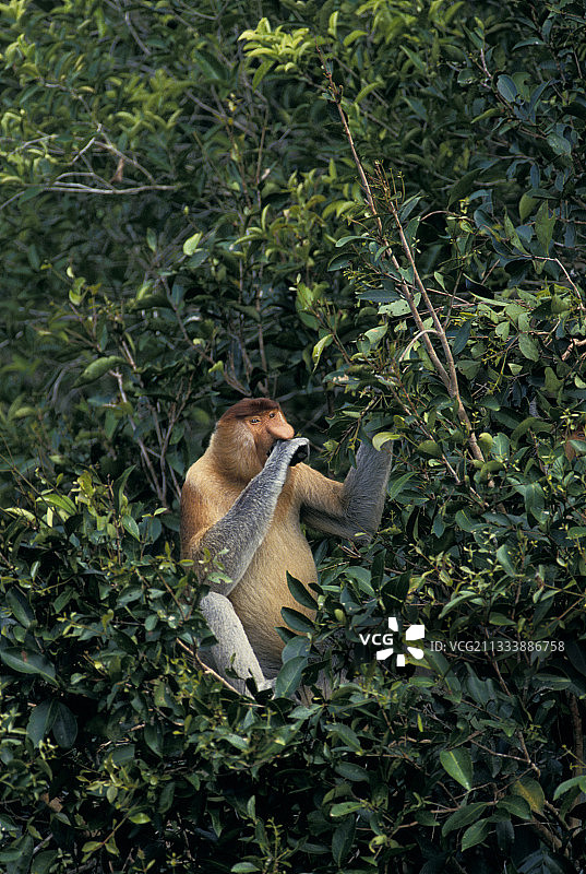 男人猿在丹戎普丁吃树叶图片素材