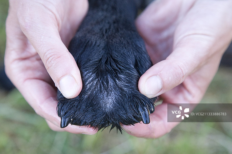 法国黑色拉布拉多犬的爪子特写图片素材