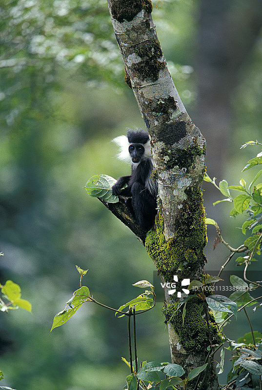 坐在尼永圭国家公园树上的年轻安哥拉疣猴图片素材