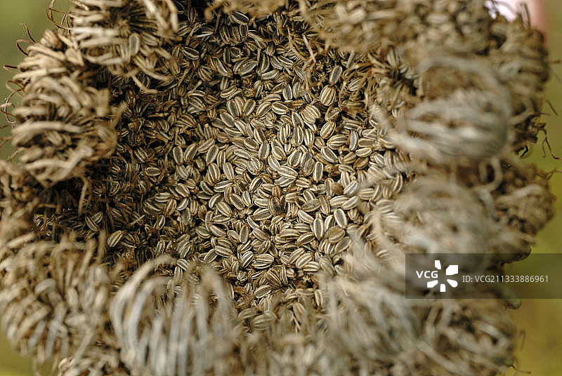 掉落的胡萝卜种子图片素材