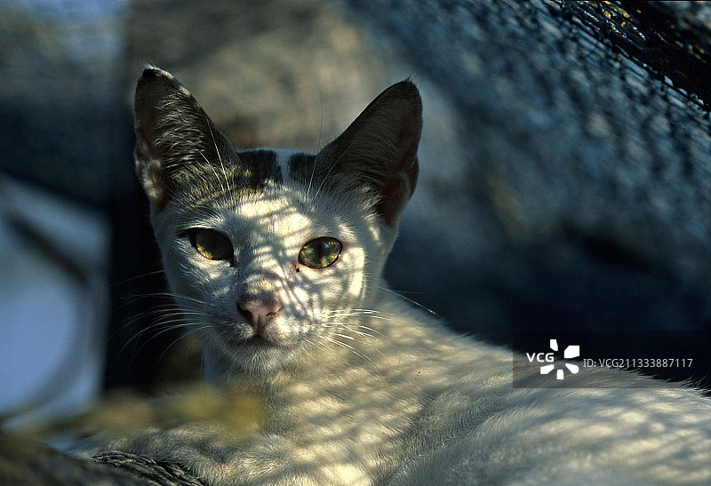 印度渔网下的猫咪肖像图片素材