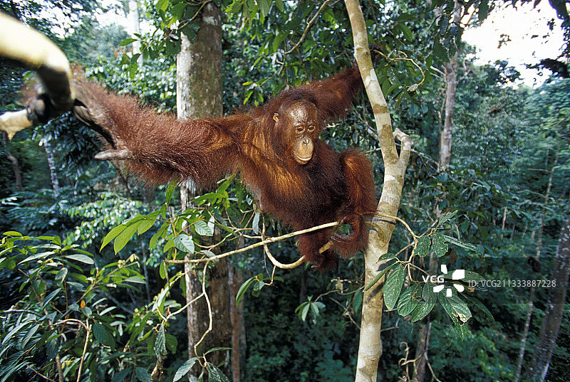加里曼丹树冠中保持平衡的雄性猩猩图片素材