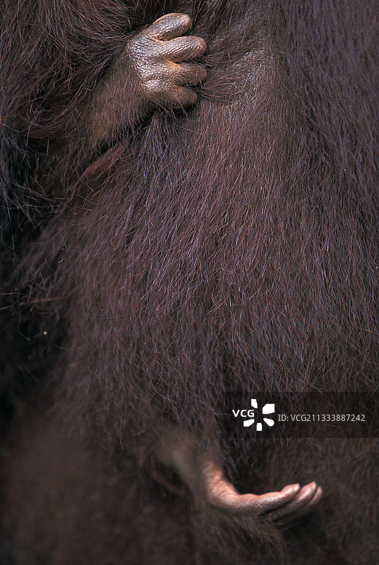 小猩猩依偎在母亲身边的特写图片素材