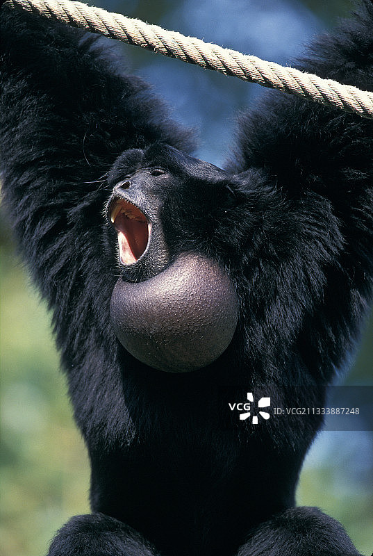 法国动物园中歌唱的合趾猿肖像图片素材