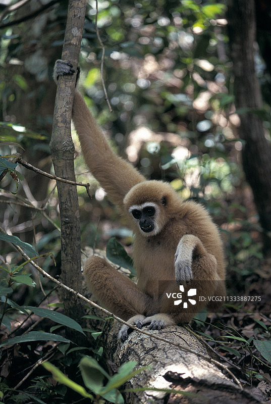 泰国长臂猿图片素材