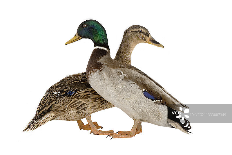 一对绿头鸭站在白色背景上图片素材