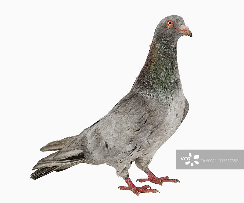 白色背景上的家鸽图片素材