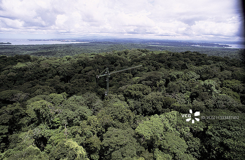 圣洛伦索森林朱鹭项目图片素材