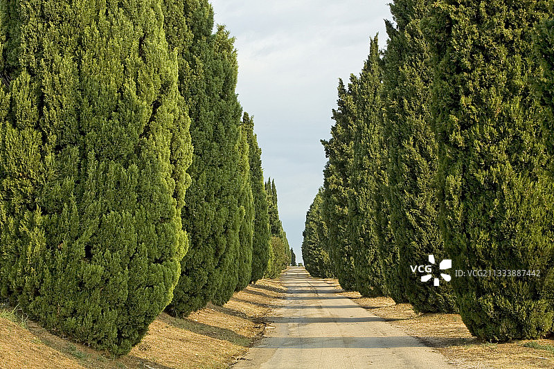 普罗旺斯的意大利柏树小巷图片素材
