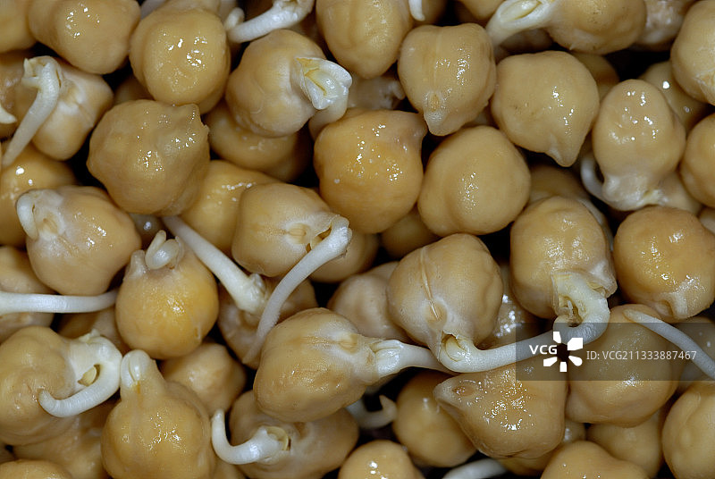 正在发芽的鹰嘴豆种子图片素材