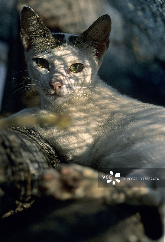 猫咪躺在印度渔网下图片素材