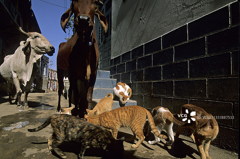 印度街头，猫咪在牛附近吃东西图片素材