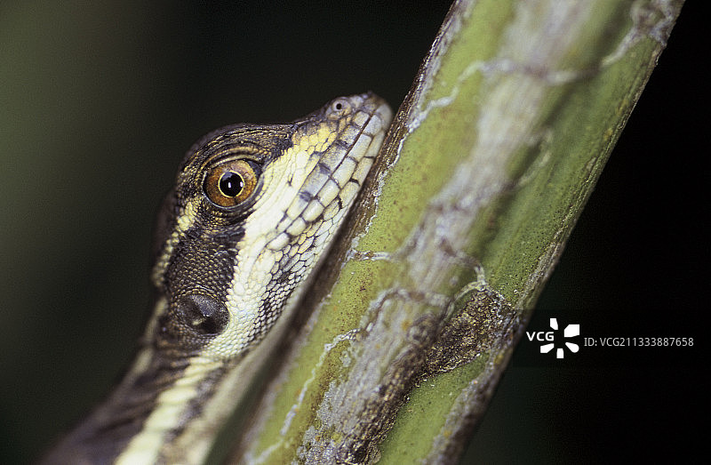 圣洛伦索森林图片素材
