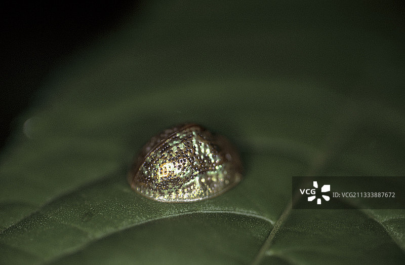 圣洛伦索森林图片素材