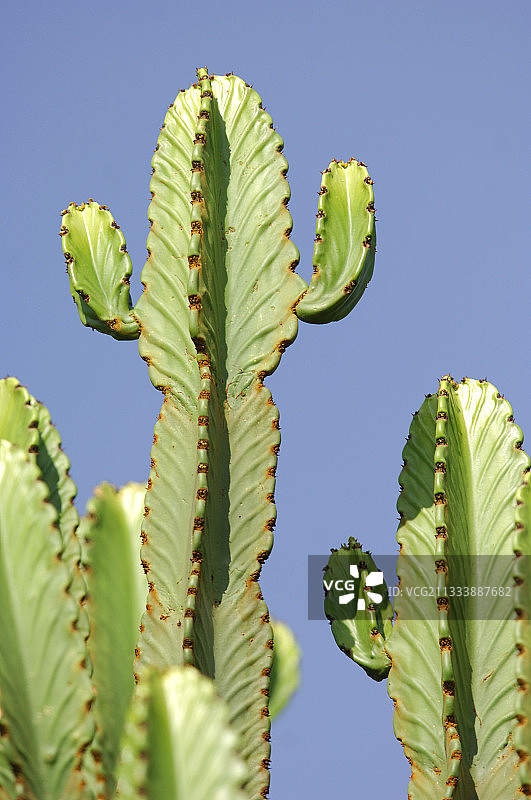 坦桑尼亚蓝天下的圣诞花图片素材