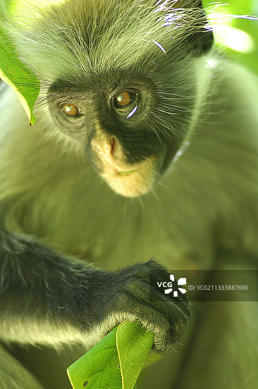 坦桑尼亚树叶中的红疣猴肖像图片素材
