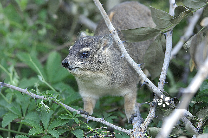 带刺树枝上的草原蹄兔，坦桑尼亚图片素材