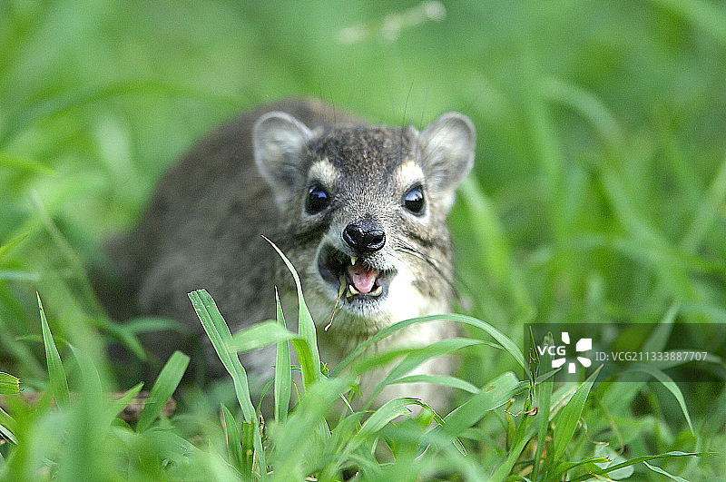 坦桑尼亚草原蹄兔吃草图片素材