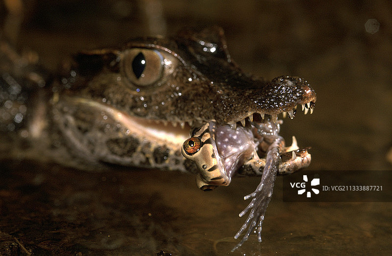 法属圭亚那的凯门侏儒鳄捕食青蛙图片素材