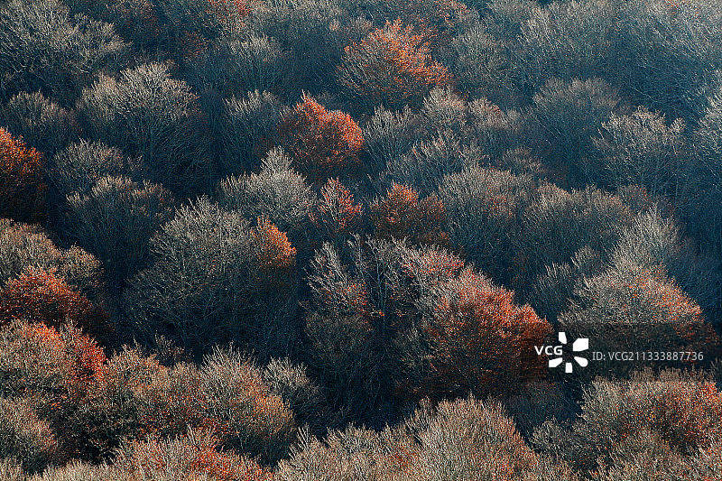 秋季法国奥布拉克森林图片素材