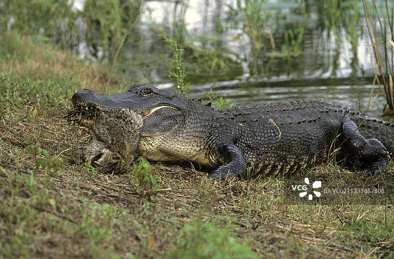 带着浣熊的美国鳄鱼图片素材