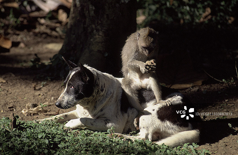 坐在狗身上的长尾猕猴，巴厘岛图片素材