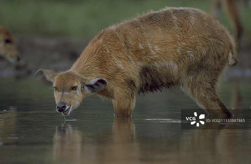 西塔通加羚羊在刚果共和国奥扎拉国家公园饮水图片素材