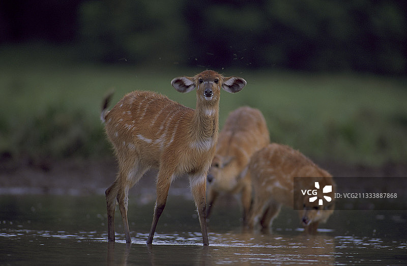 刚果共和国奥扎拉国家公园的西塔通加羚羊图片素材