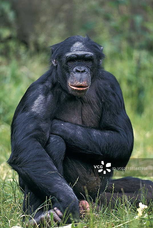 坐在比利时动物园草地上的雄性倭黑猩猩图片素材