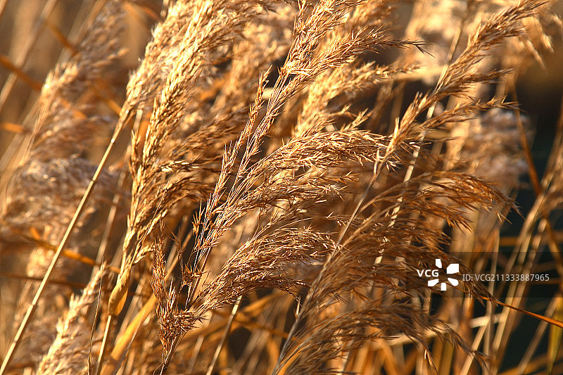 大树枝特写图片素材