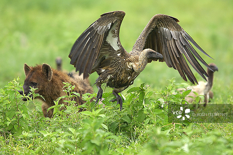 被鬣狗赶走的白背兀鹫图片素材