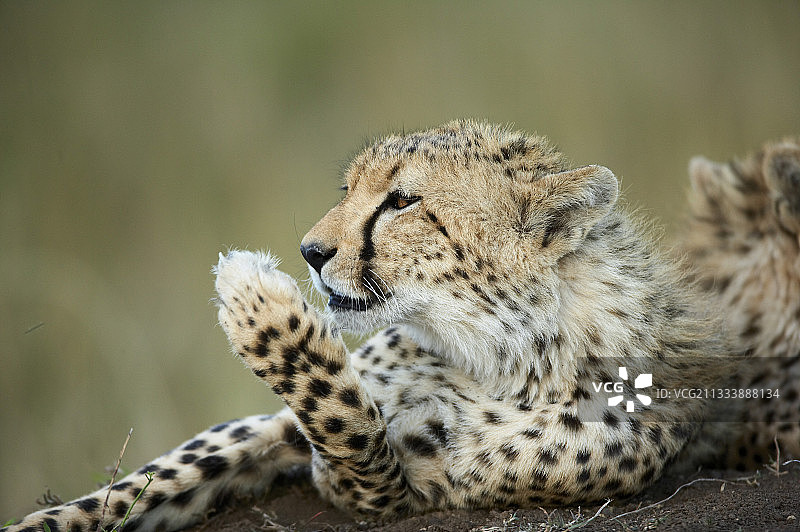 猎豹肖像，拍摄于肯尼亚马赛马拉图片素材