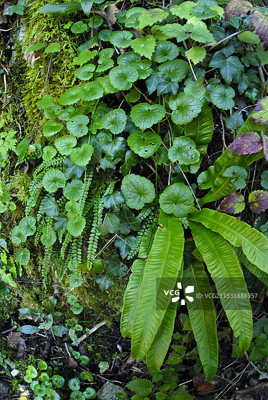 沿瀑布的水生植被图片素材