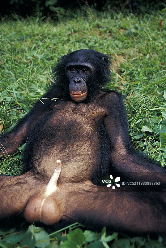 罗拉倭黑猩猩保护区图片素材