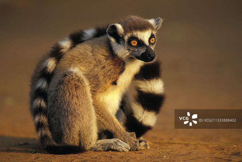 贝伦蒂保护区日落时的环尾狐猴图片素材