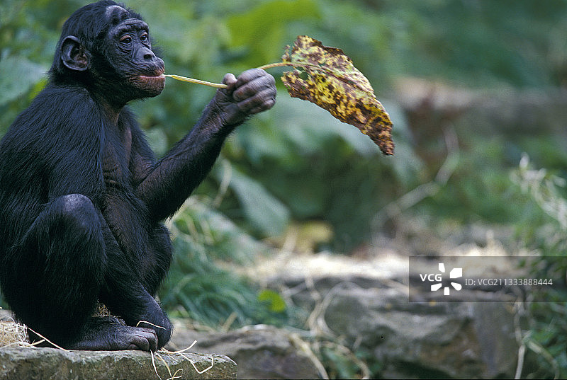 动物园里拿着树叶的小倭黑猩猩（比利时）图片素材