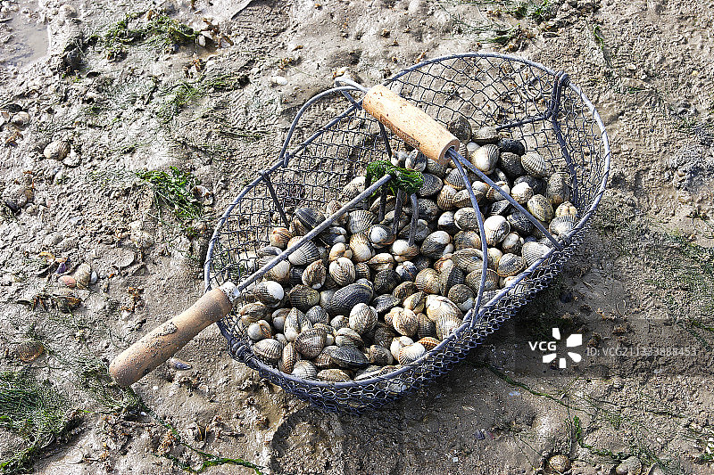 装满鸟蛤和蛤蜊的渔民的篮子，法国图片素材