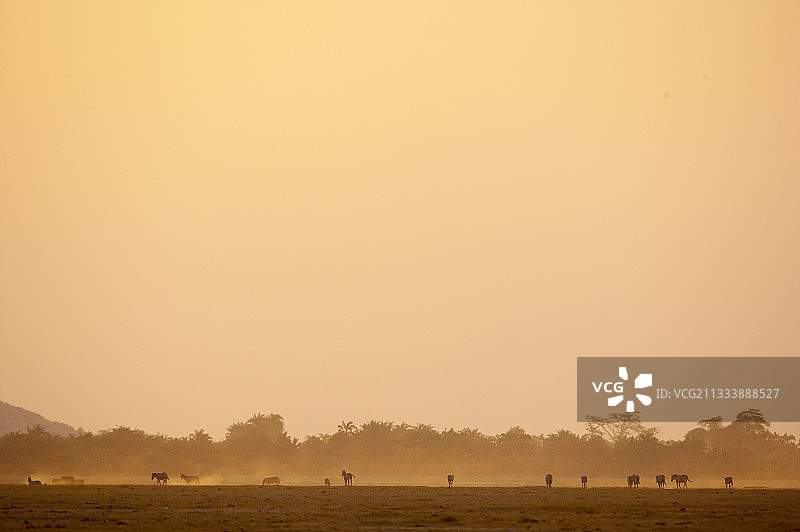 纳库鲁国家公园稀树草原上格氏斑马的轮廓图片素材