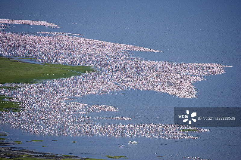 肯尼亚纳库鲁湖上的小火烈鸟图片素材