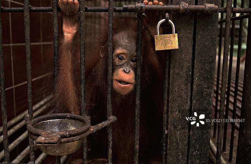婆罗洲诊所笼子里的年轻猩猩图片素材