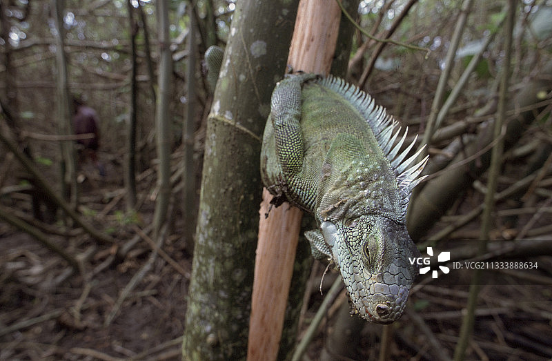为食物而被猎杀的绿鬣蜥，巴西马拉若岛图片素材