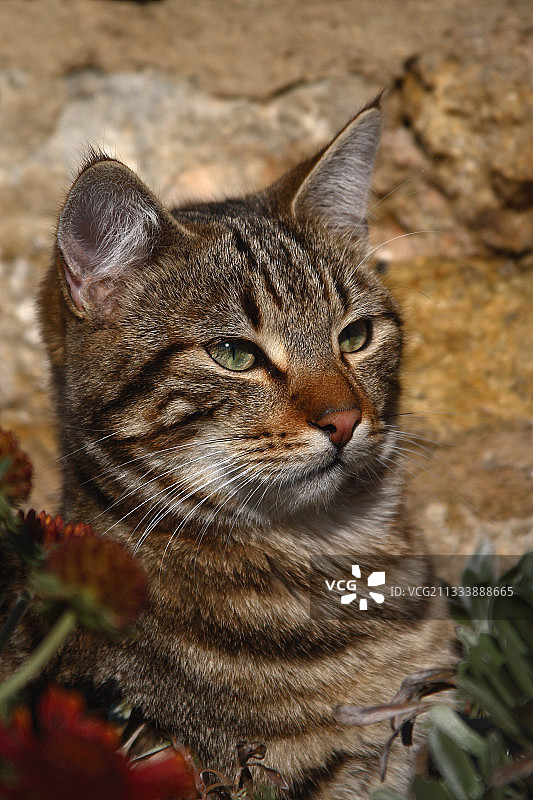 户外小猫肖像图片素材